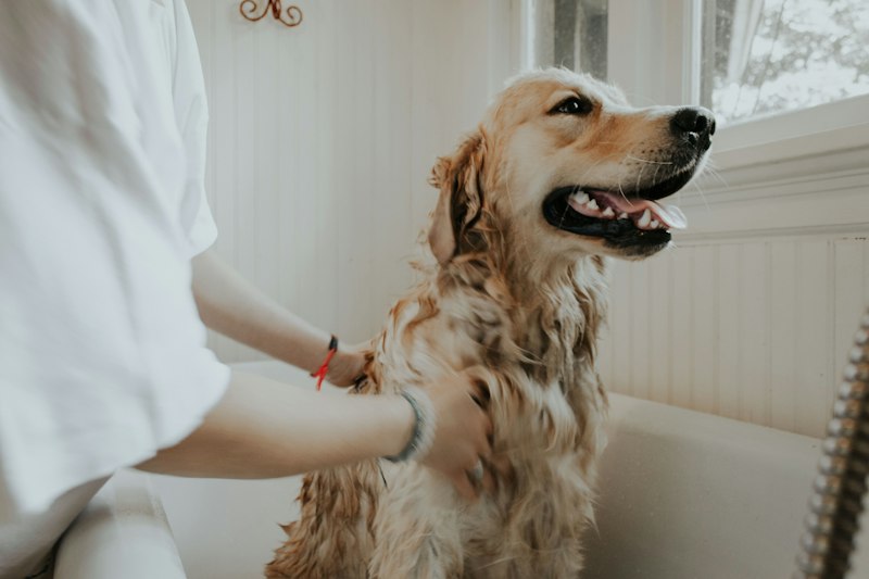Pet Kuaför Randevu Sistemi